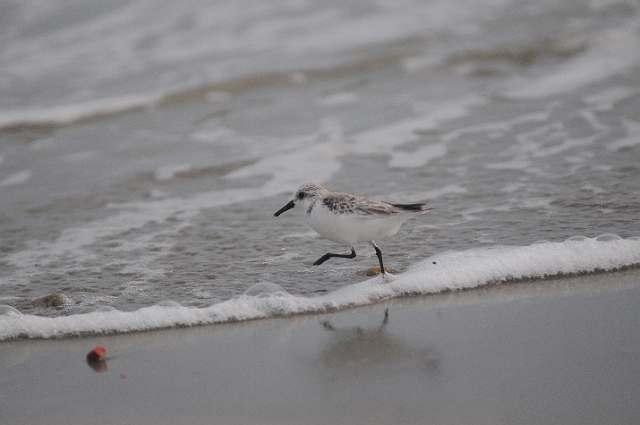 sanderling, sanderlings, wader-3.jpg - SANDERLING - SELSEY BILL, WEST SUSSEX - 19.4.09